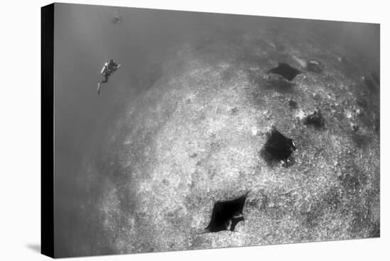 A Trio of Reef Manta Rays Swimming Above a Reef Top-Stocktrek Images-Stretched Canvas