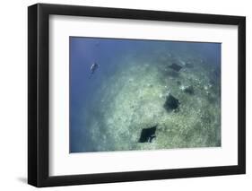 A Trio of Reef Manta Rays Swimming Above a Reef Top-Stocktrek Images-Framed Photographic Print