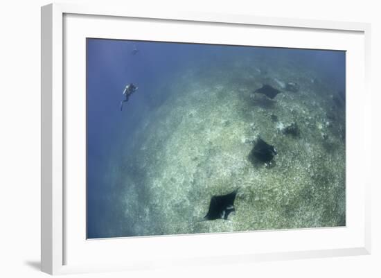 A Trio of Reef Manta Rays Swimming Above a Reef Top-Stocktrek Images-Framed Photographic Print