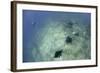 A Trio of Reef Manta Rays Swimming Above a Reef Top-Stocktrek Images-Framed Photographic Print