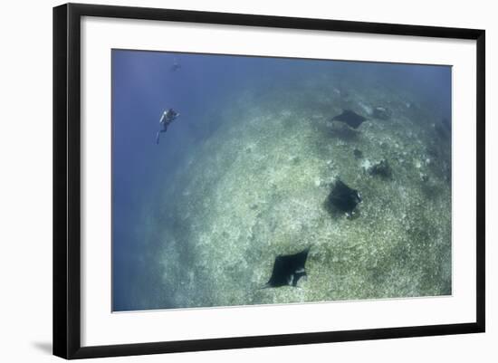 A Trio of Reef Manta Rays Swimming Above a Reef Top-Stocktrek Images-Framed Photographic Print