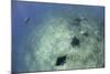 A Trio of Reef Manta Rays Swimming Above a Reef Top-Stocktrek Images-Mounted Photographic Print