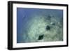 A Trio of Reef Manta Rays Swimming Above a Reef Top-Stocktrek Images-Framed Photographic Print