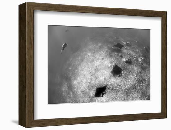 A Trio of Reef Manta Rays Swimming Above a Reef Top-Stocktrek Images-Framed Photographic Print