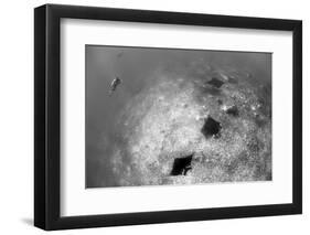 A Trio of Reef Manta Rays Swimming Above a Reef Top-Stocktrek Images-Framed Photographic Print