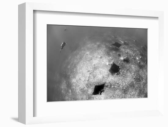 A Trio of Reef Manta Rays Swimming Above a Reef Top-Stocktrek Images-Framed Photographic Print