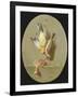 A Trompe L'Oeil of Dead Songbirds-Jean Joseph Xavier Bidauld-Framed Giclee Print