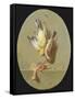 A Trompe L'Oeil of Dead Songbirds-Jean Joseph Xavier Bidauld-Framed Stretched Canvas