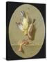 A Trompe L'Oeil of Dead Songbirds-Jean Joseph Xavier Bidauld-Stretched Canvas