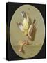 A Trompe L'Oeil of Dead Songbirds-Jean Joseph Xavier Bidauld-Stretched Canvas