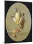 A Trompe L'Oeil of Dead Songbirds-Jean Joseph Xavier Bidauld-Mounted Giclee Print