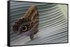 A Tropical Butterfly Laying Eggs on a Banana Leaf.-Joe Petersburger-Framed Stretched Canvas