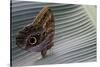 A Tropical Butterfly Laying Eggs on a Banana Leaf.-Joe Petersburger-Stretched Canvas