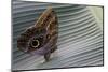 A Tropical Butterfly Laying Eggs on a Banana Leaf.-Joe Petersburger-Mounted Photographic Print