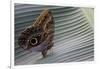 A Tropical Butterfly Laying Eggs on a Banana Leaf.-Joe Petersburger-Framed Photographic Print