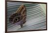 A Tropical Butterfly Laying Eggs on a Banana Leaf.-Joe Petersburger-Framed Photographic Print