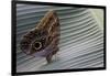 A Tropical Butterfly Laying Eggs on a Banana Leaf.-Joe Petersburger-Framed Photographic Print
