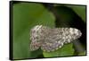 A Tropical Butterfly Perching on a Leaf-Joe Petersburger-Framed Stretched Canvas