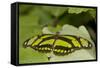 A Tropical Butterfly Perching on a Leaf-Joe Petersburger-Framed Stretched Canvas