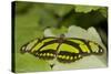 A Tropical Butterfly Perching on a Leaf-Joe Petersburger-Stretched Canvas