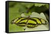 A Tropical Butterfly Perching on a Leaf-Joe Petersburger-Framed Stretched Canvas