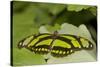 A Tropical Butterfly Perching on a Leaf-Joe Petersburger-Stretched Canvas