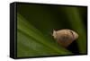 A Tropical Butterfly Perching on a Leaf-Joe Petersburger-Framed Stretched Canvas