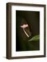 A Tropical Butterfly Perching on a Leaf-Joe Petersburger-Framed Photographic Print