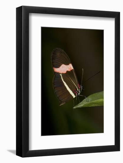 A Tropical Butterfly Perching on a Leaf-Joe Petersburger-Framed Photographic Print