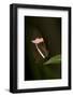 A Tropical Butterfly Perching on a Leaf-Joe Petersburger-Framed Photographic Print