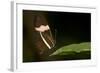 A Tropical Butterfly Perching on a Leaf-Joe Petersburger-Framed Photographic Print