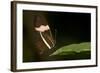 A Tropical Butterfly Perching on a Leaf-Joe Petersburger-Framed Photographic Print