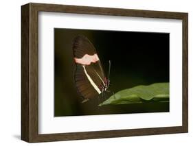 A Tropical Butterfly Perching on a Leaf-Joe Petersburger-Framed Photographic Print