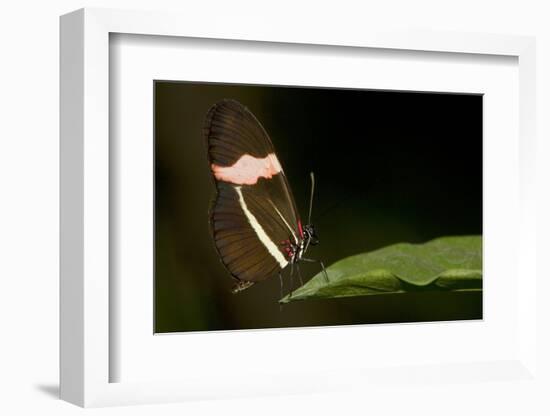 A Tropical Butterfly Perching on a Leaf-Joe Petersburger-Framed Photographic Print