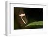 A Tropical Butterfly Perching on a Leaf-Joe Petersburger-Framed Photographic Print