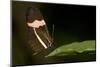 A Tropical Butterfly Perching on a Leaf-Joe Petersburger-Mounted Photographic Print