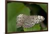 A Tropical Butterfly Perching on a Leaf-Joe Petersburger-Framed Photographic Print