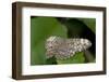 A Tropical Butterfly Perching on a Leaf-Joe Petersburger-Framed Photographic Print