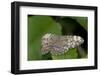 A Tropical Butterfly Perching on a Leaf-Joe Petersburger-Framed Photographic Print