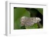 A Tropical Butterfly Perching on a Leaf-Joe Petersburger-Framed Photographic Print