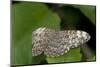 A Tropical Butterfly Perching on a Leaf-Joe Petersburger-Mounted Photographic Print