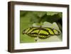 A Tropical Butterfly Perching on a Leaf-Joe Petersburger-Framed Photographic Print