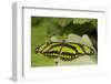 A Tropical Butterfly Perching on a Leaf-Joe Petersburger-Framed Photographic Print