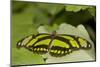 A Tropical Butterfly Perching on a Leaf-Joe Petersburger-Mounted Photographic Print