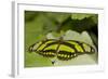 A Tropical Butterfly Perching on a Leaf-Joe Petersburger-Framed Photographic Print