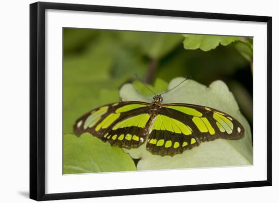 A Tropical Butterfly Perching on a Leaf-Joe Petersburger-Framed Photographic Print