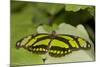 A Tropical Butterfly Perching on a Leaf-Joe Petersburger-Mounted Photographic Print