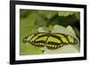 A Tropical Butterfly Perching on a Leaf-Joe Petersburger-Framed Photographic Print