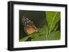 A Tropical Butterfly Perching on a Leaf-Joe Petersburger-Framed Photographic Print