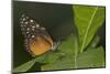 A Tropical Butterfly Perching on a Leaf-Joe Petersburger-Mounted Photographic Print